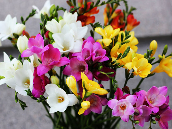 Freesia