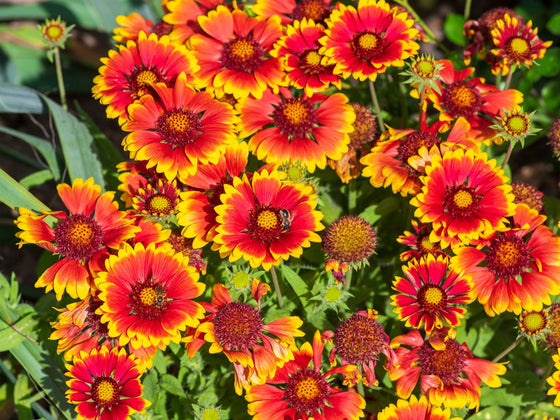 Gaillardia