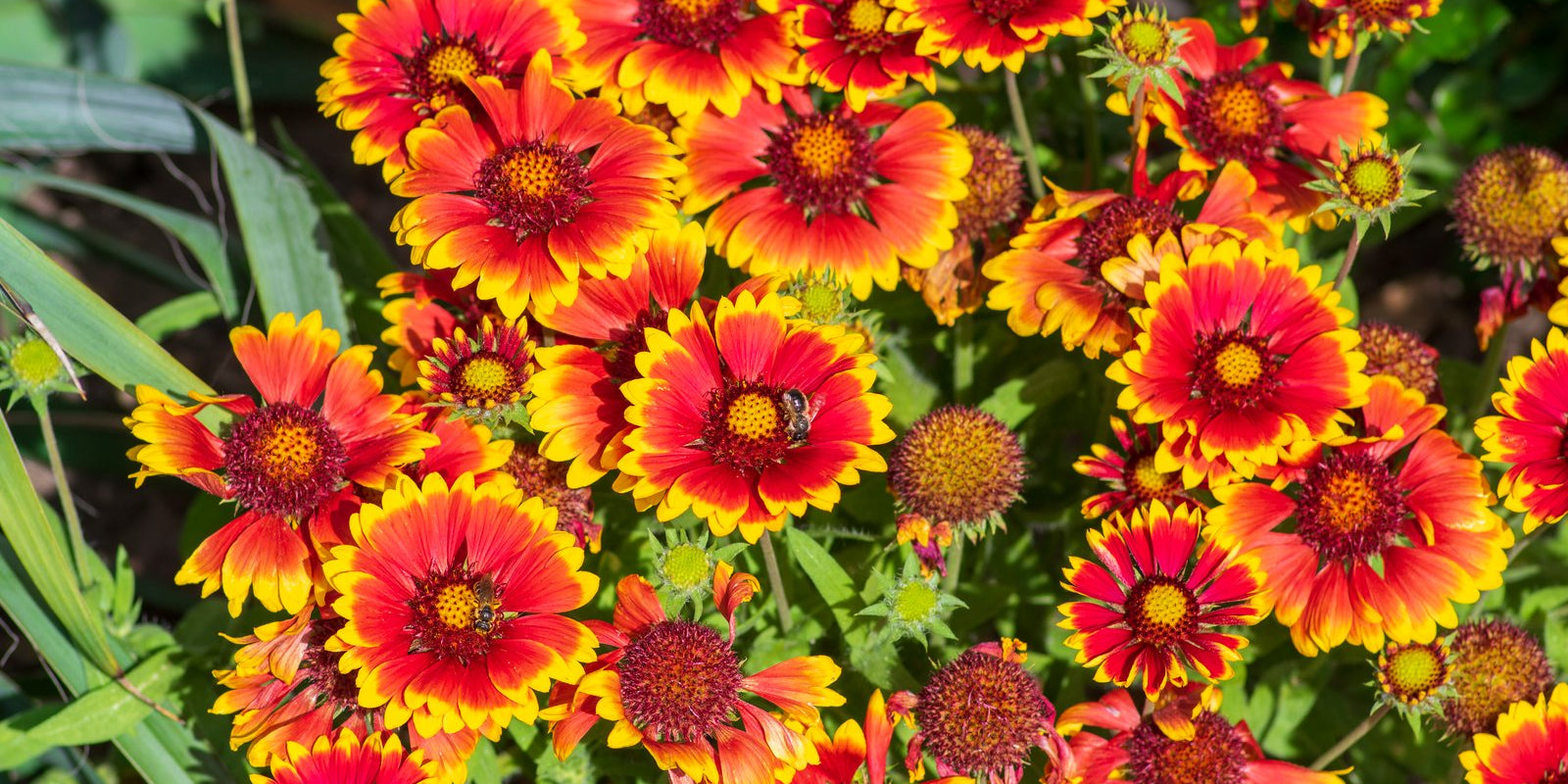 How to Grow Gaillardia in Australia