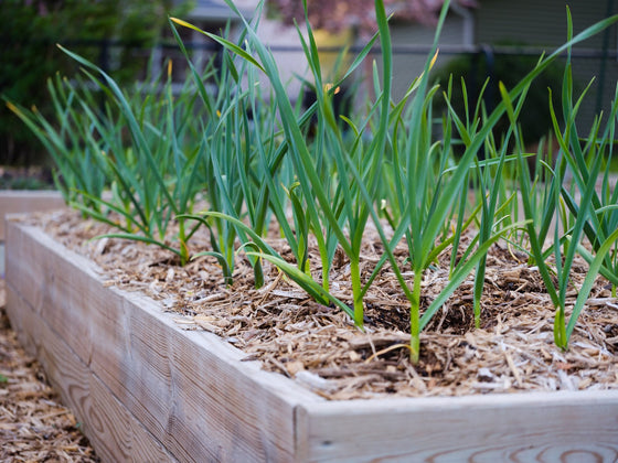 Garlic