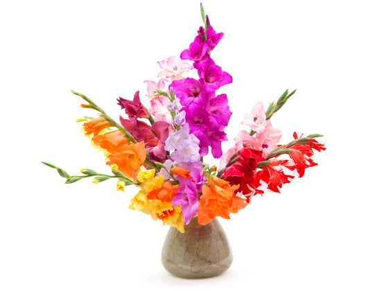 Gladioli