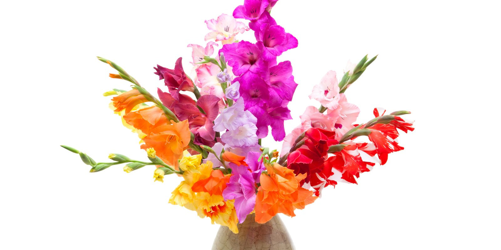 How to Grow Gladioli in Australia