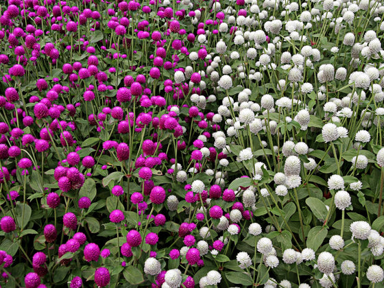 Globe Amaranth