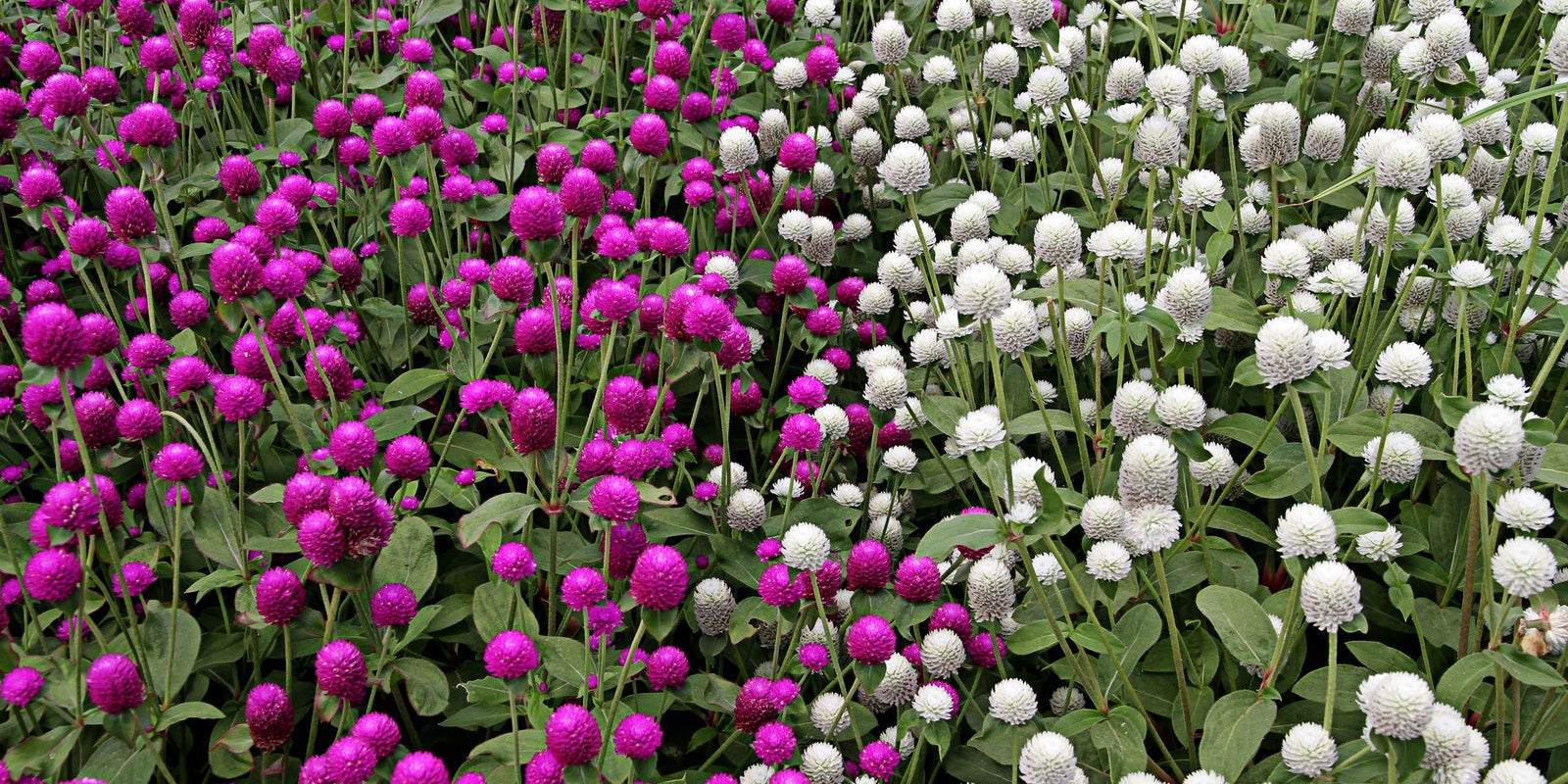 How to Grow Globe Amaranth in Australia