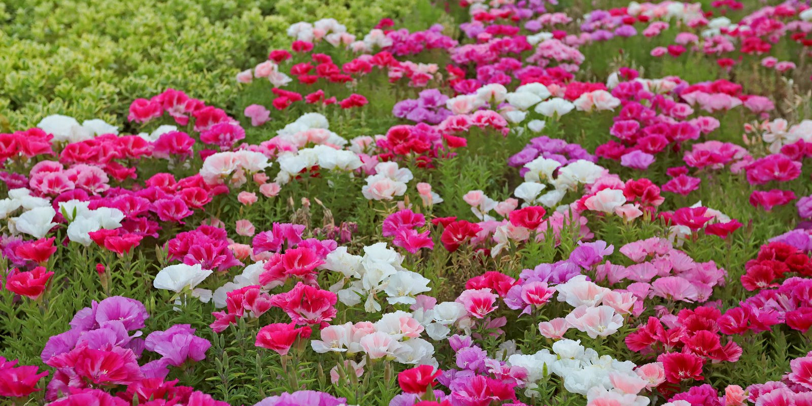 How to Grow Godetia in Australia