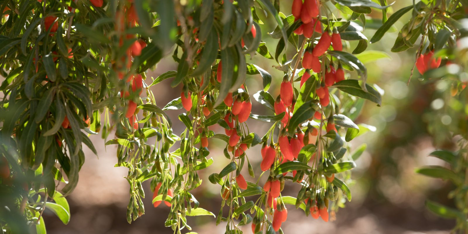 How to Grow Goji Berries in Australia