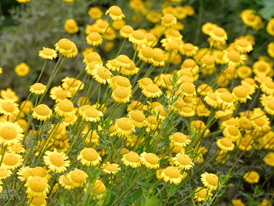 Golden Chamomile