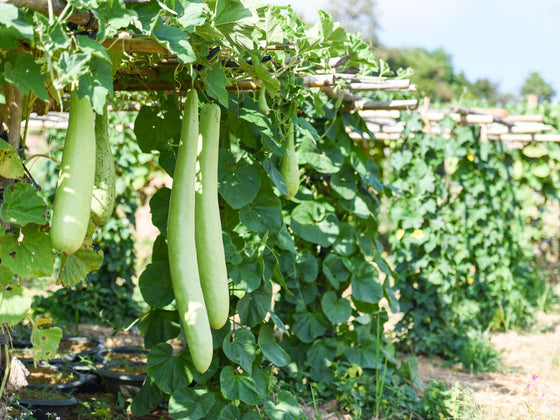 Gourd