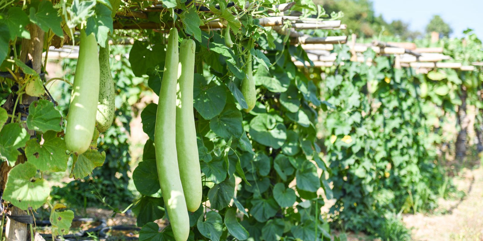 How to Grow Gourds in Australia