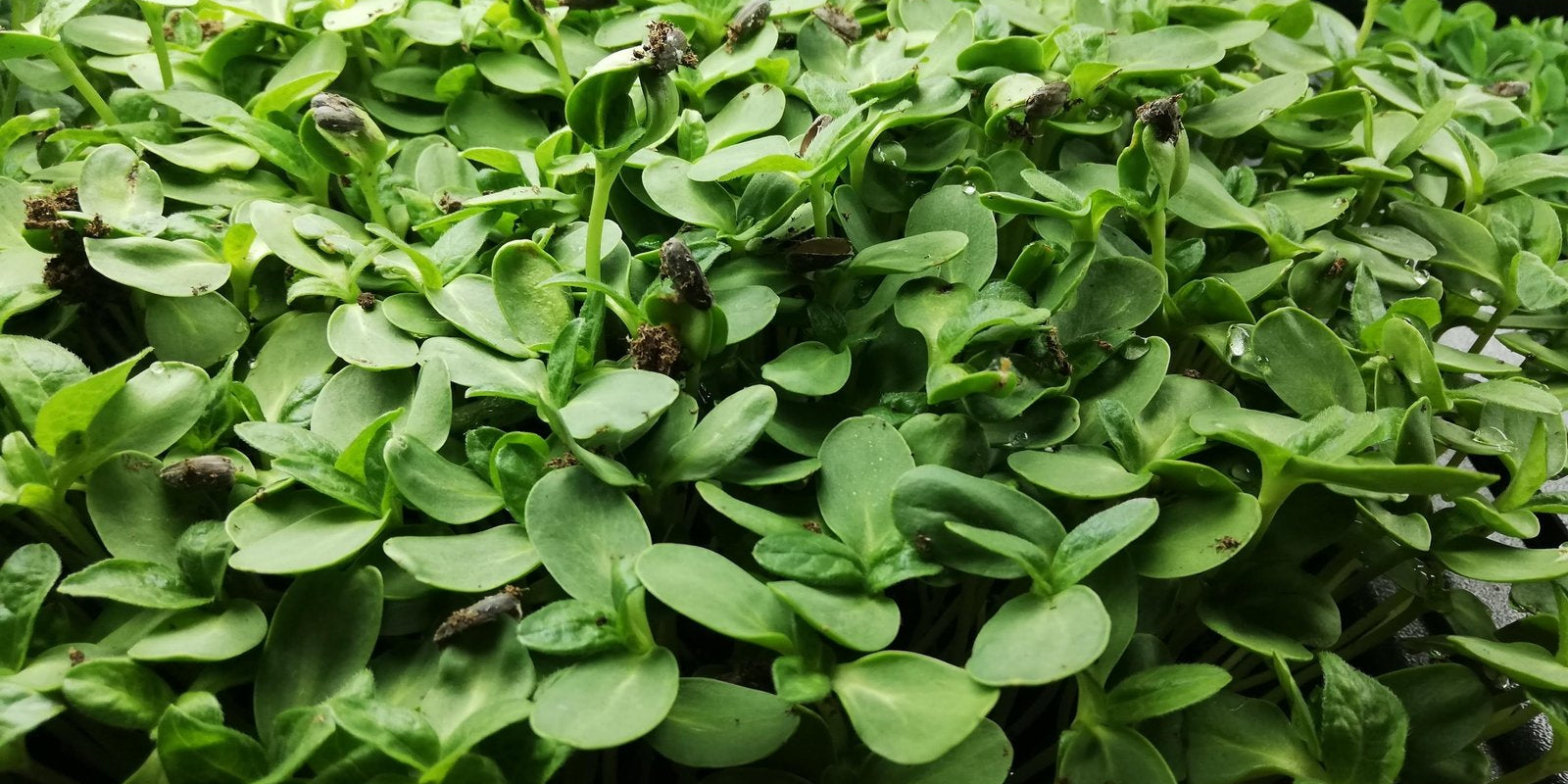 How to Grow Grey Sunflower Shoots in Australia