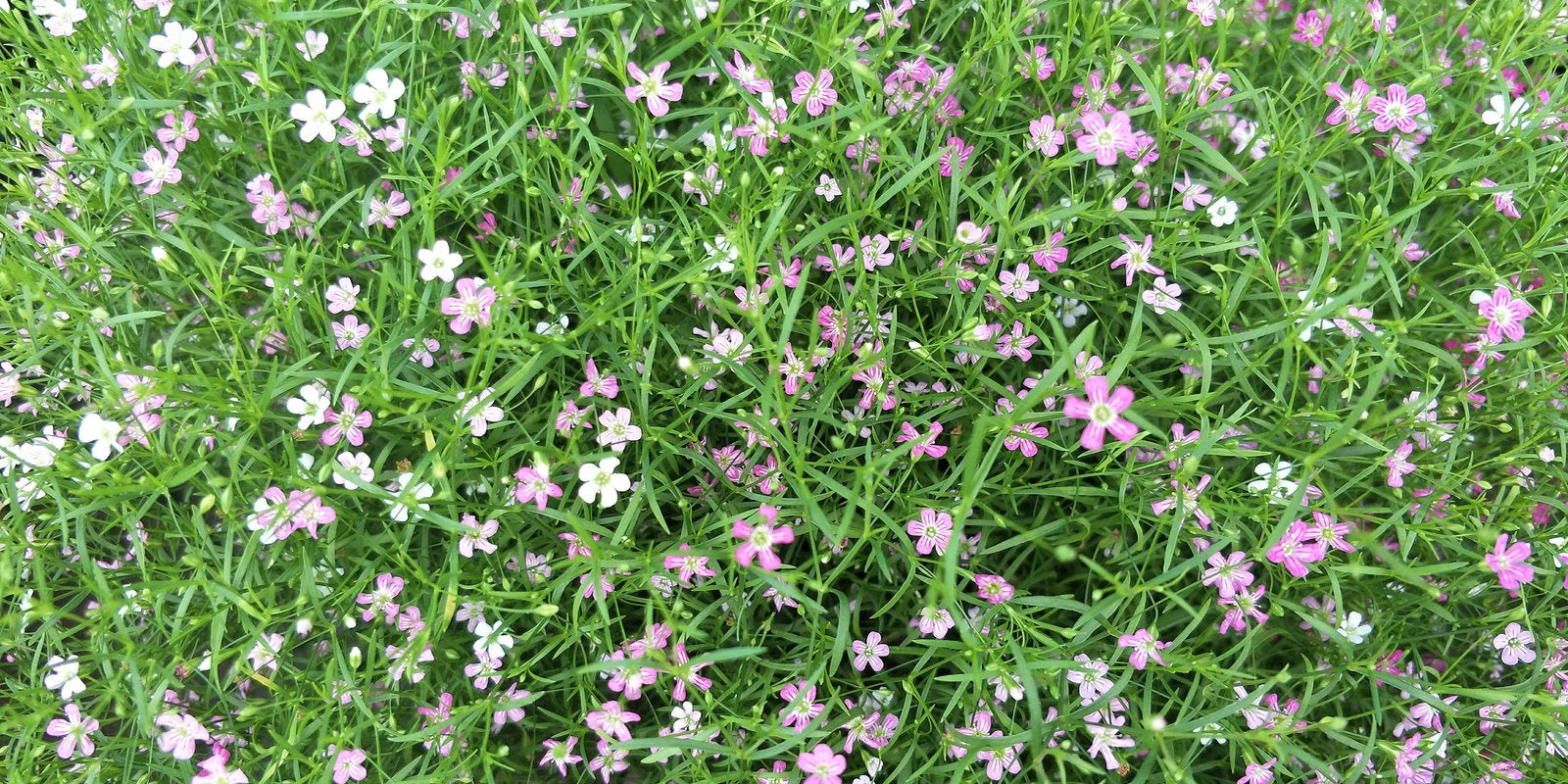 How to Grow Gypsophila in Australia