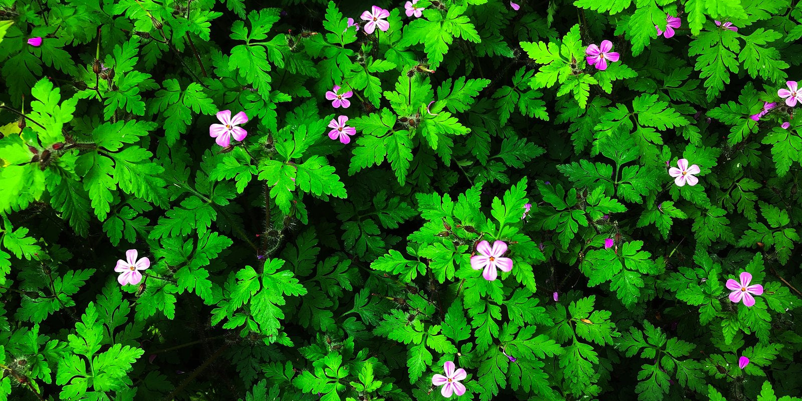 How to Grow Herb Robert in Australia