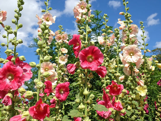 Hollyhock