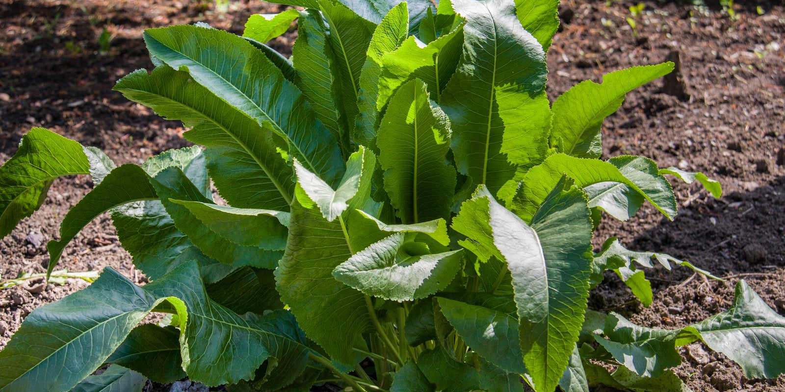 How to Grow Horseradish in Australia