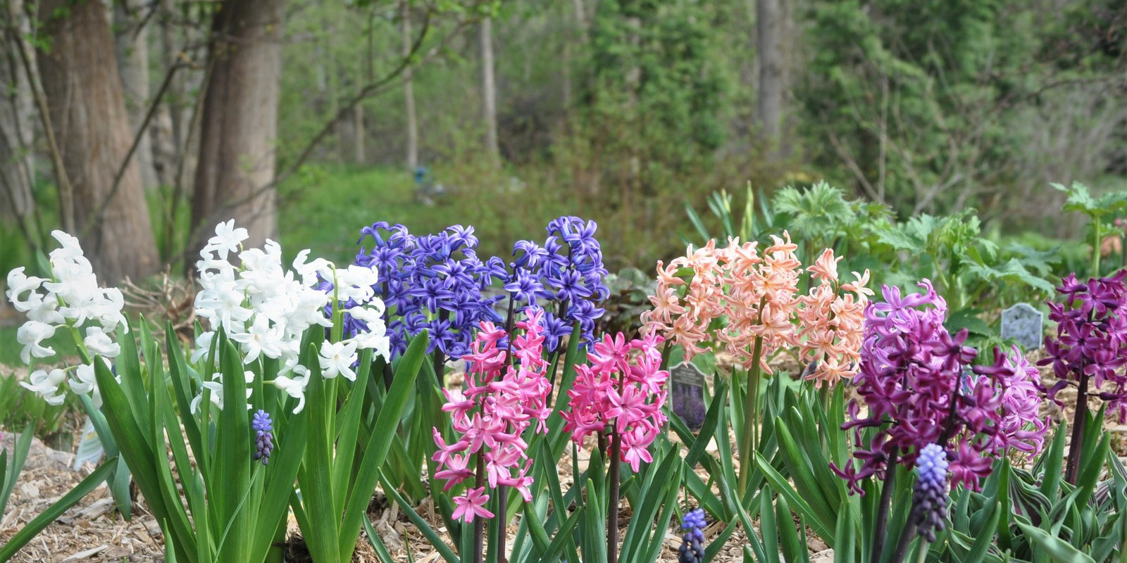How to Grow Hyacinths in Australia