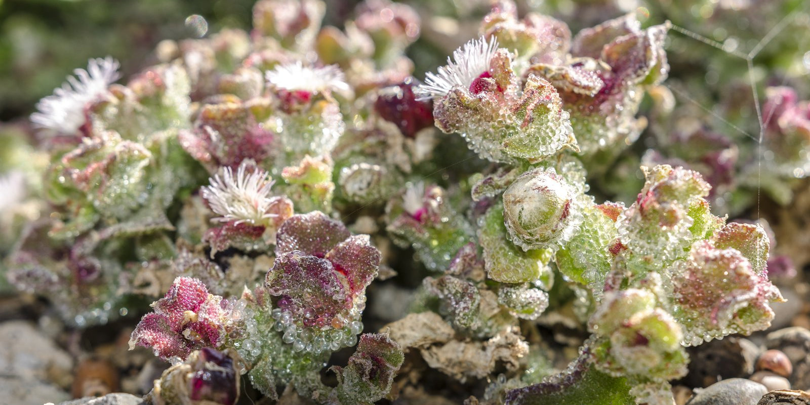 How to Grow Ice Plant in Australia
