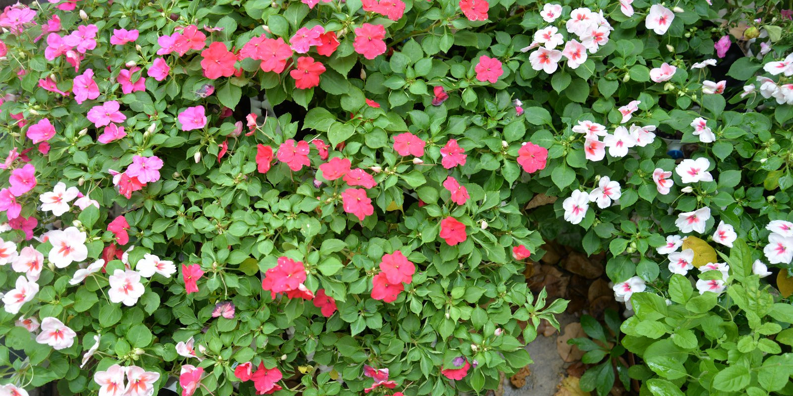 How to Grow Impatiens in Australia