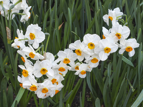 Jonquil