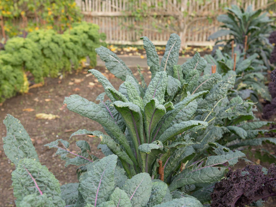 Kale