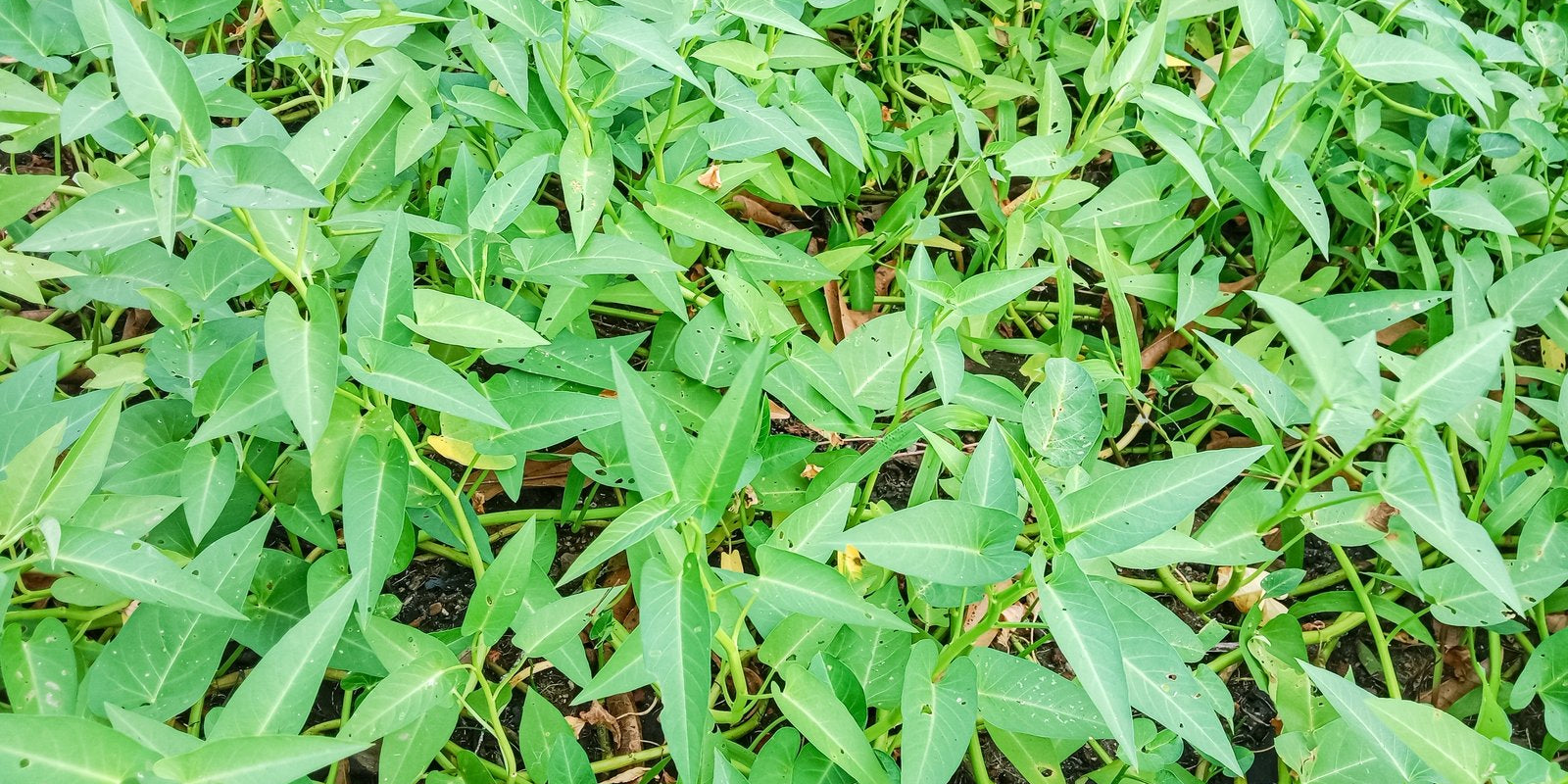 How to Grow Kang Kong in Australia