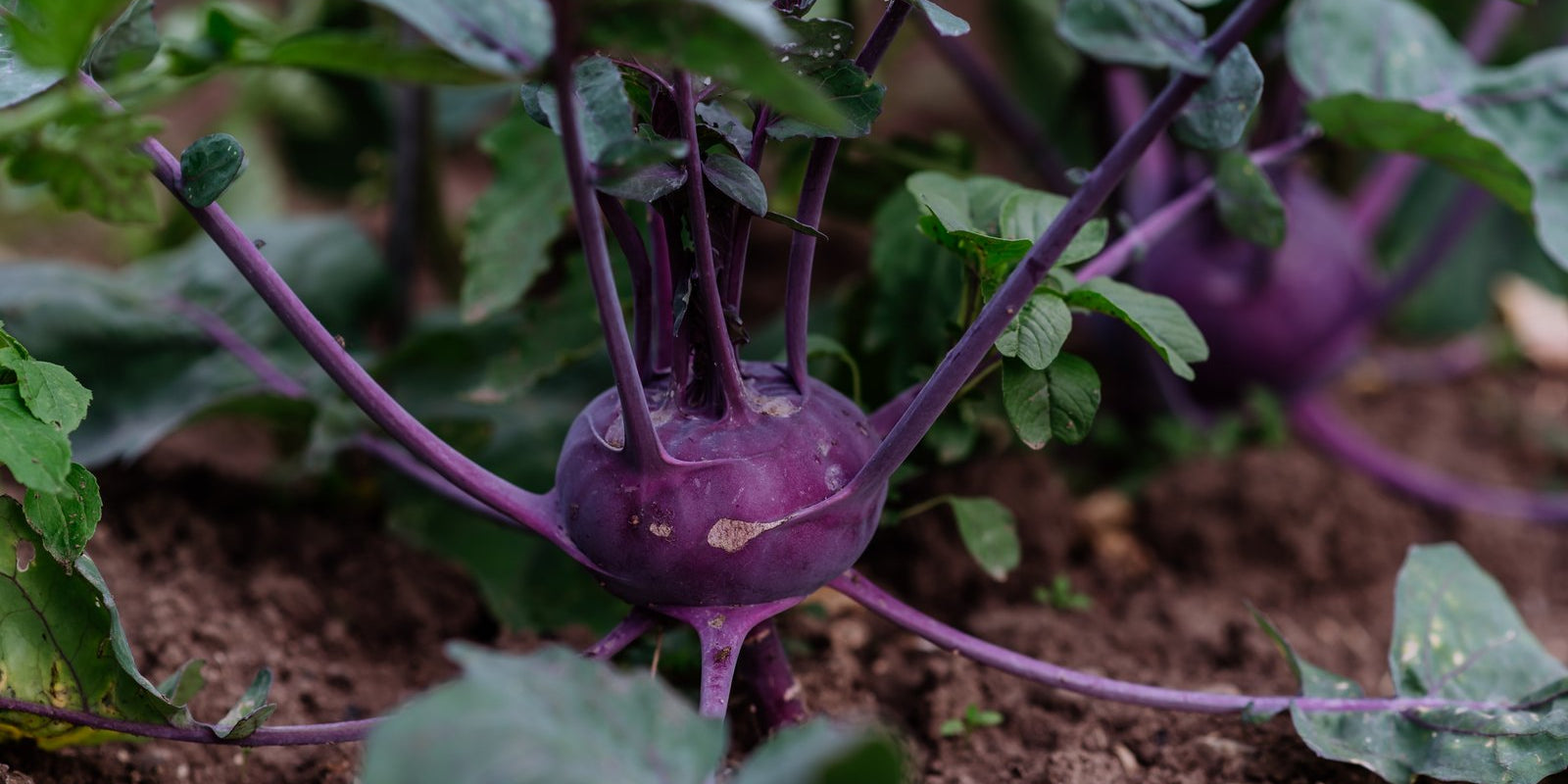 How to Grow Kohl Rabi in Australia
