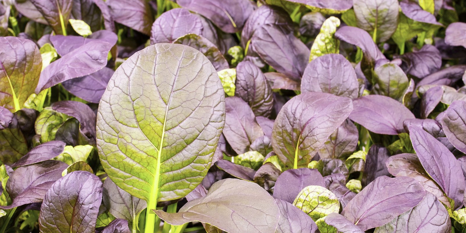 How to Grow Komatsuna in Australia