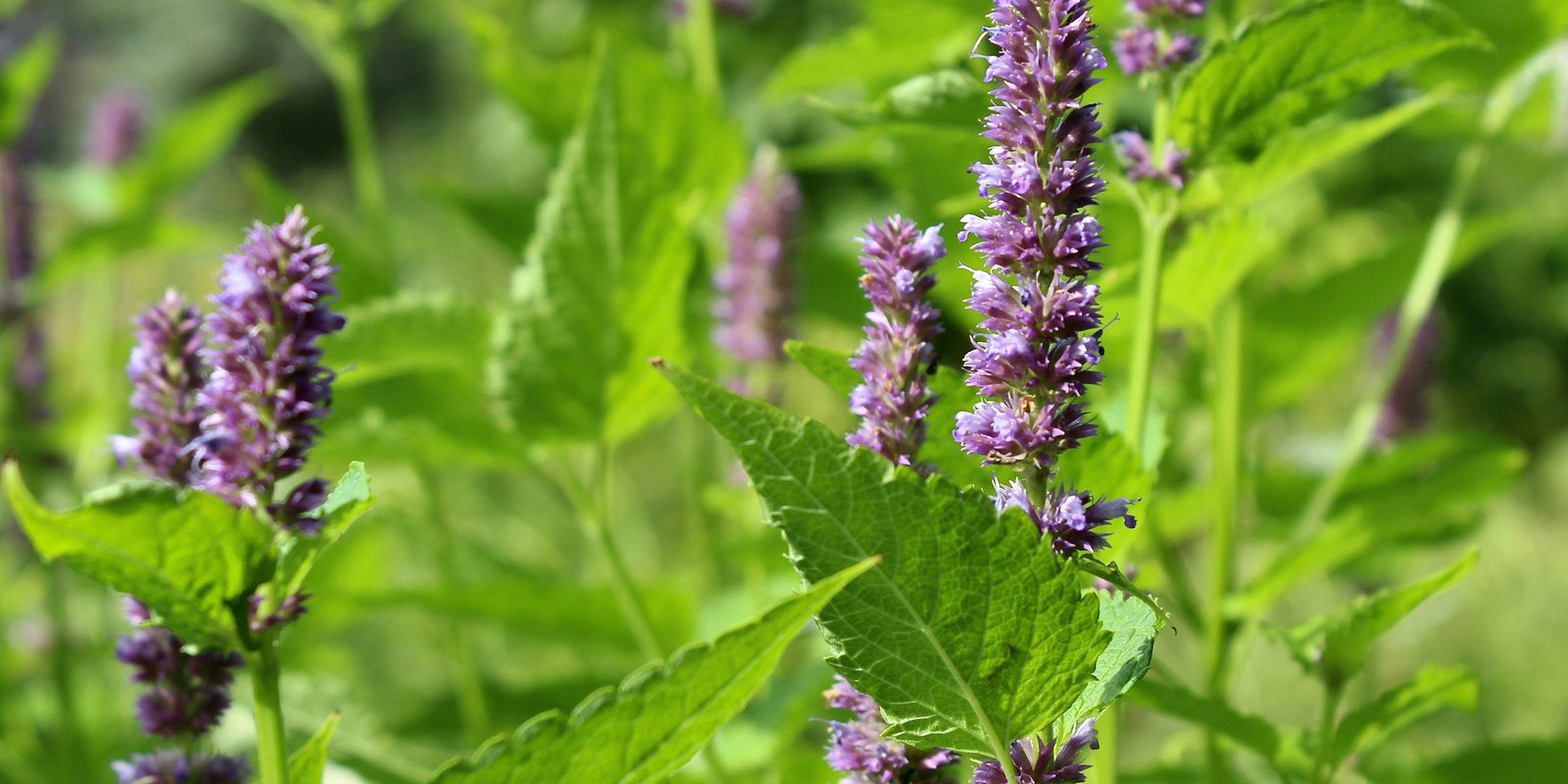 How to Grow Korean Mint in Australia
