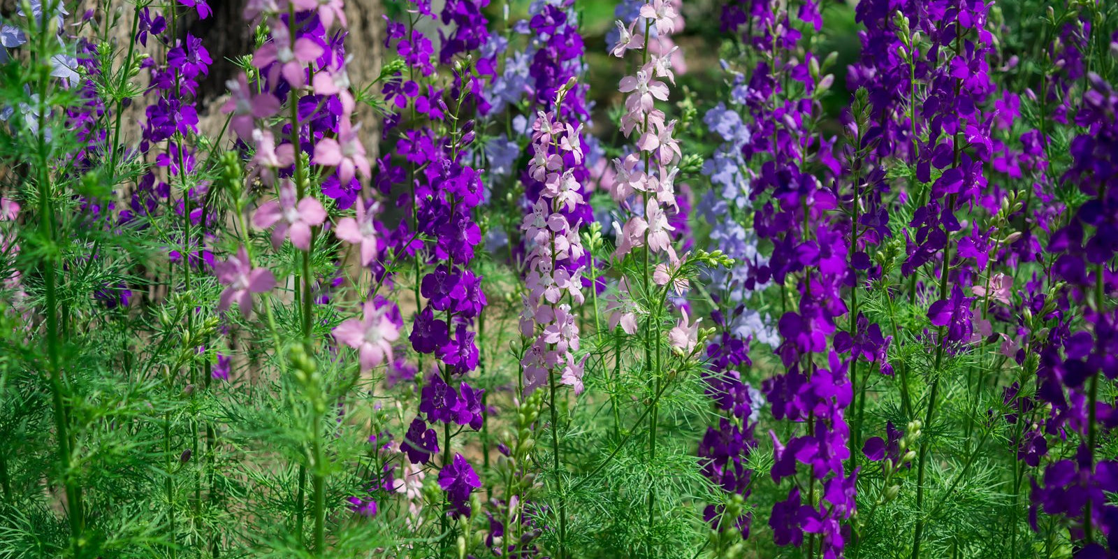 How to Grow Larkspur in Australia