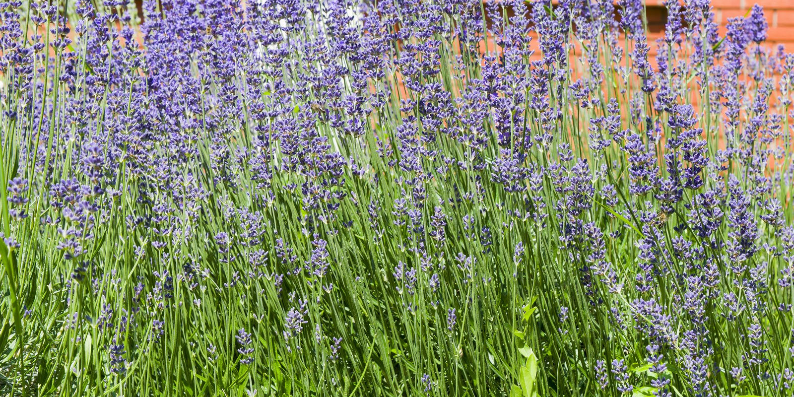 How to Grow Lavender in Australia