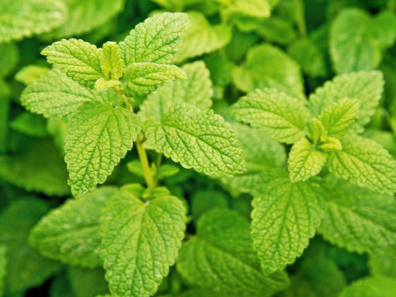 Lemon Balm