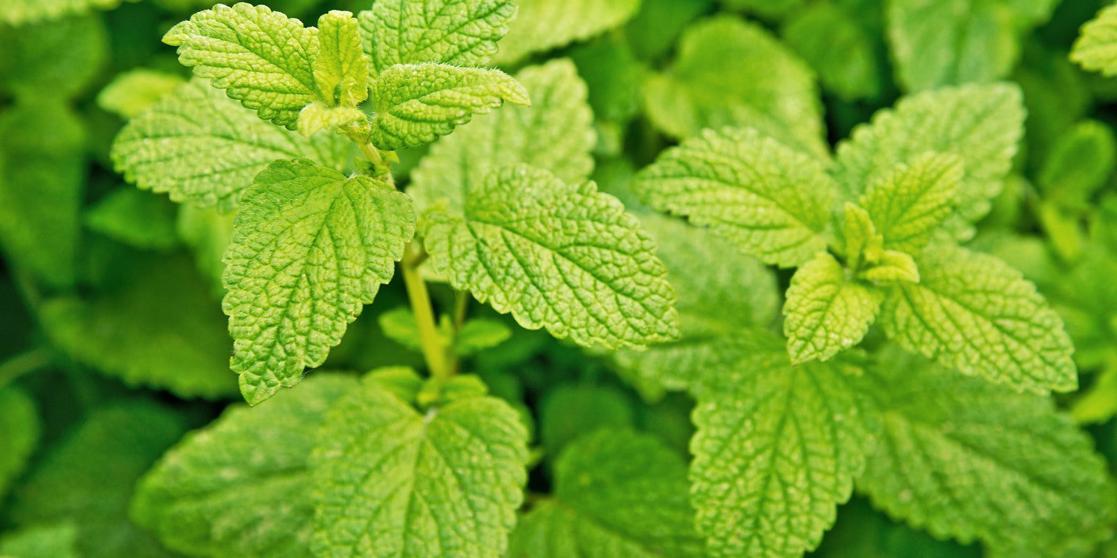 How to Grow Lemon Balm in Australia