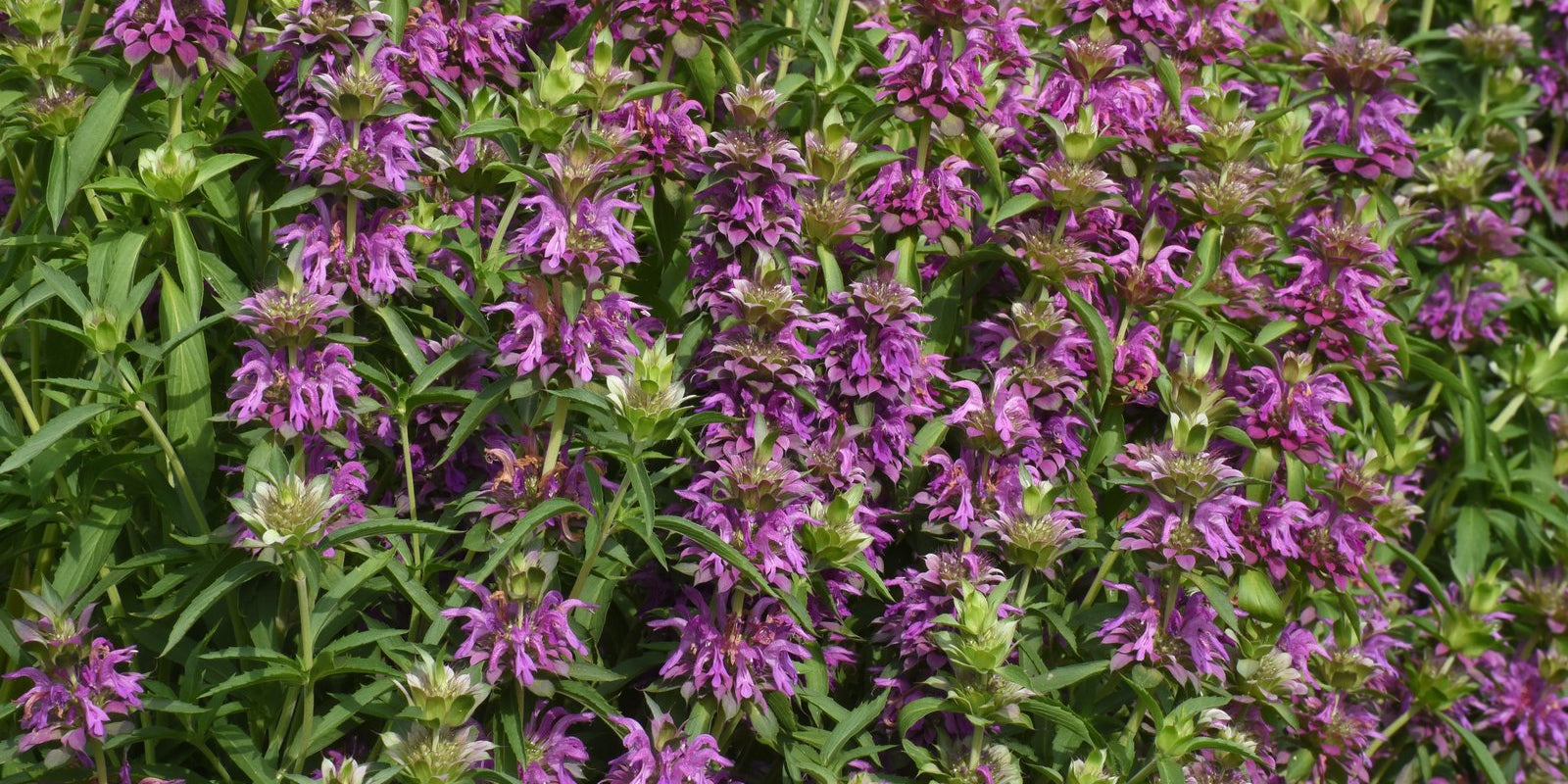 How to Grow Lemon Mint in Australia