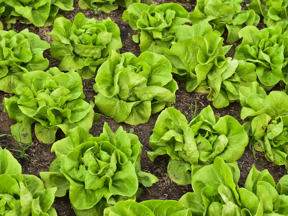 Lettuce