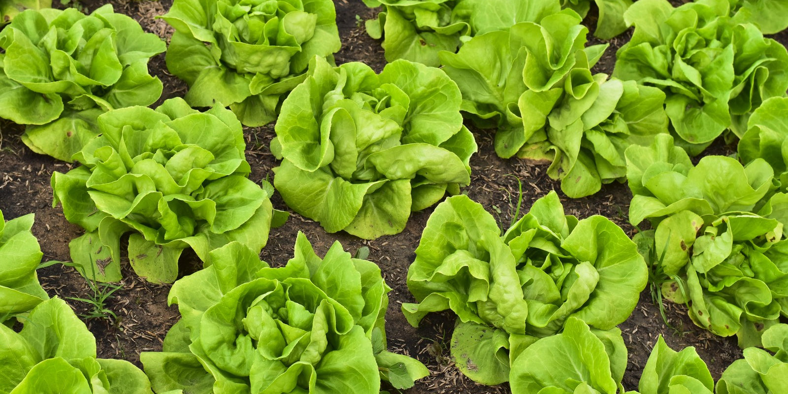How to Grow Lettuce in Australia