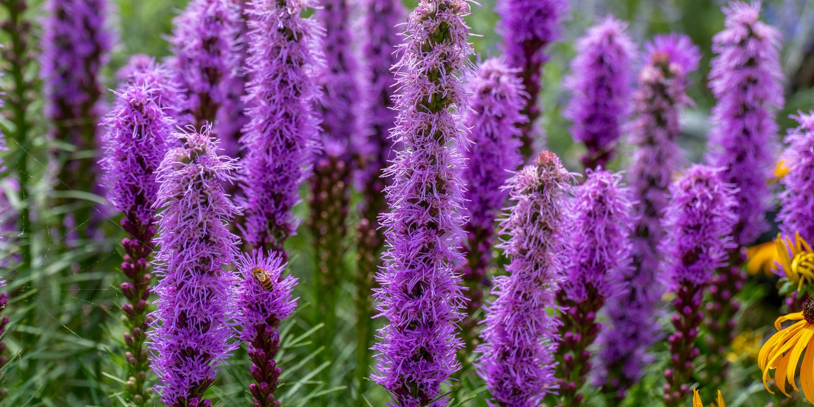 How to Grow Liatris in Australia