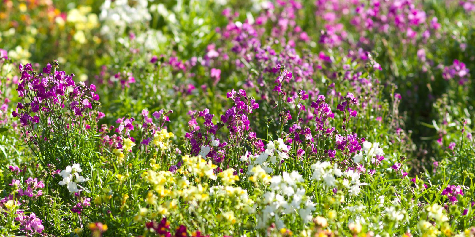 How to Grow Linaria in Australia