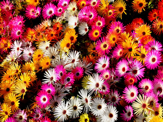 Livingstone Daisy