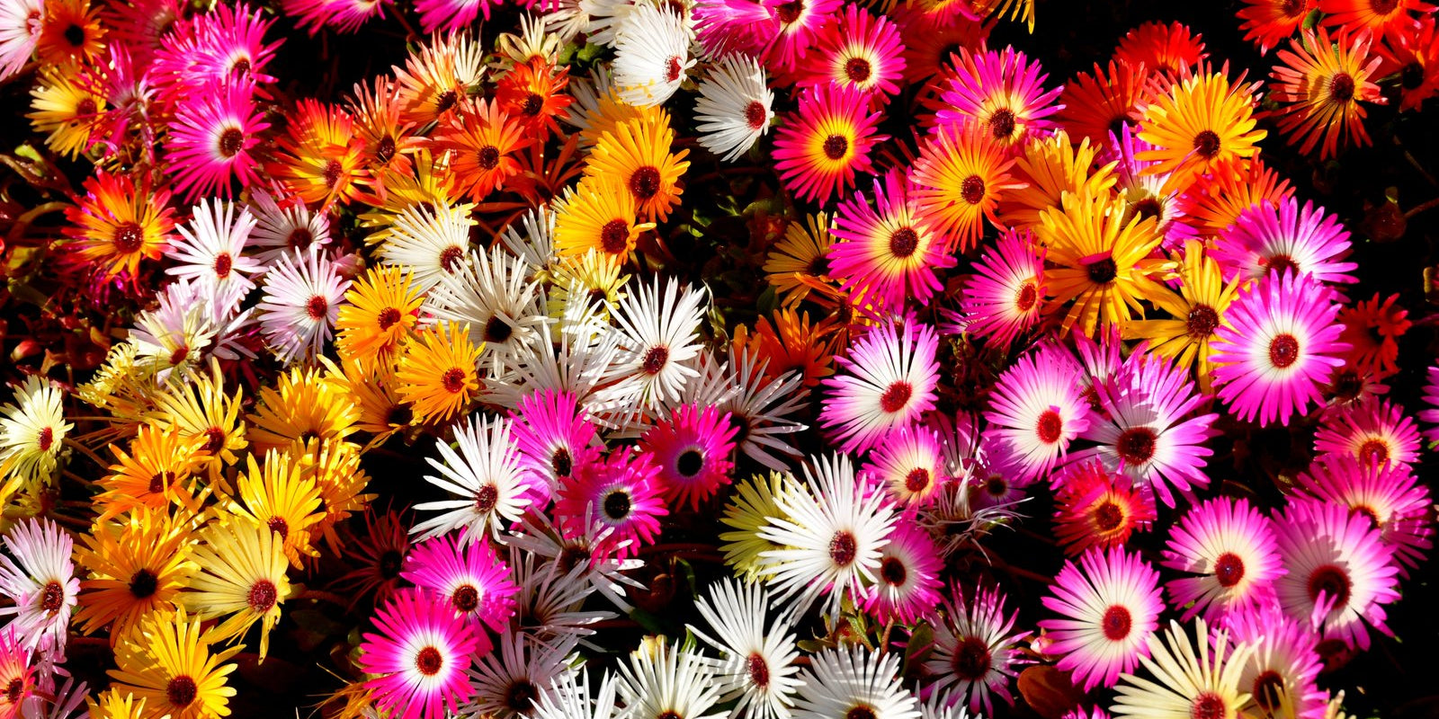 How to Grow Livingstone Daisies in Australia