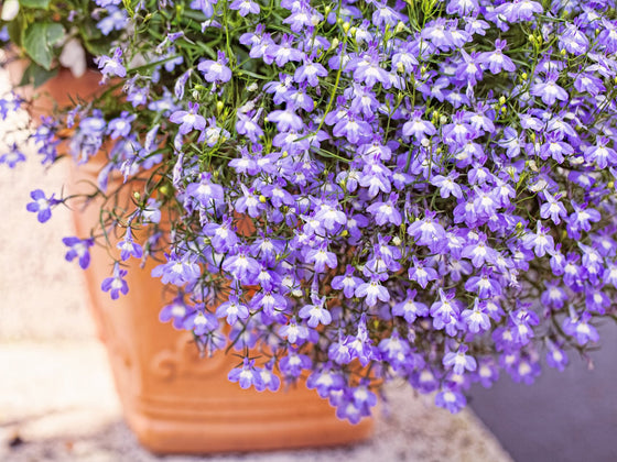 Lobelia