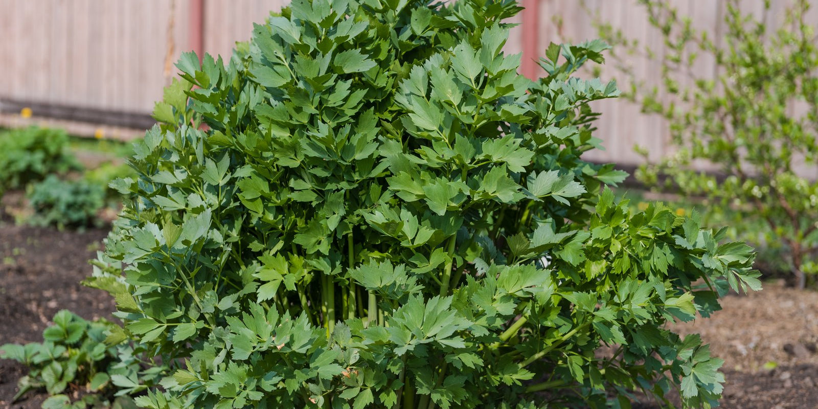 How to Grow Lovage in Australia