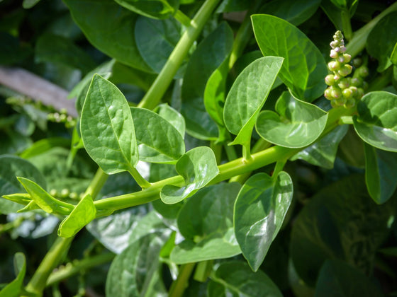 Malabar Spinach