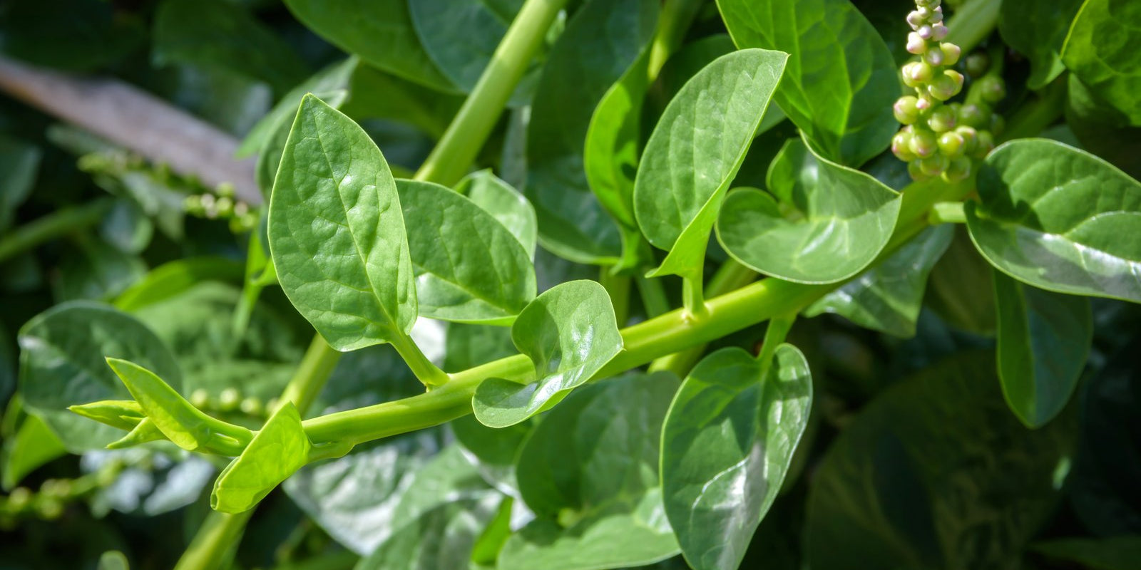 How to Grow Malabar Spinach in Australia