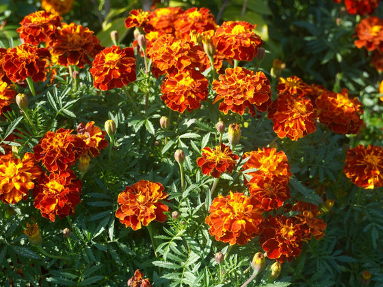 Marigold