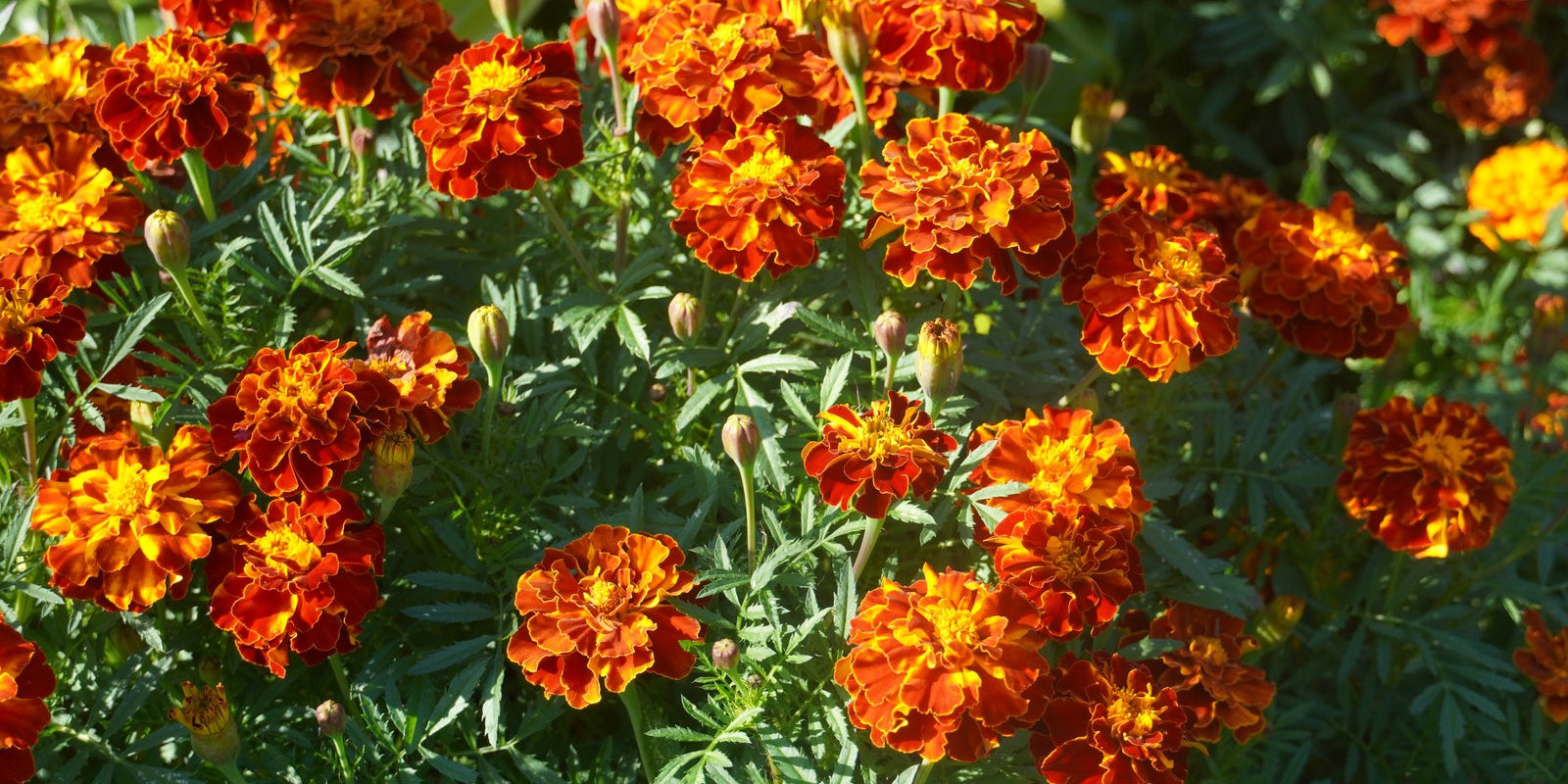 How to Grow Marigolds in Australia