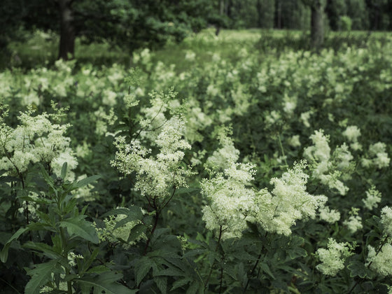Meadowsweet
