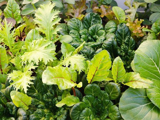 Mesclun