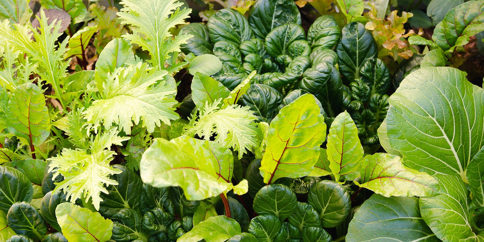 How to Grow Mesclun in Australia
