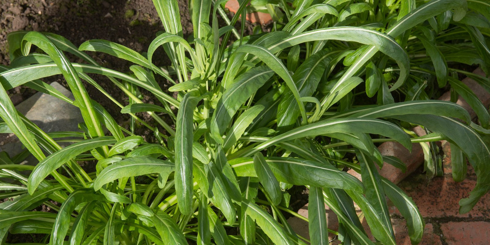 How to Grow Mibuna in Australia