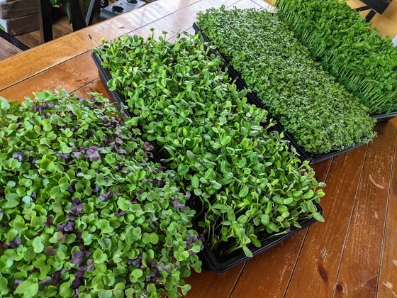 Microgreen Mix