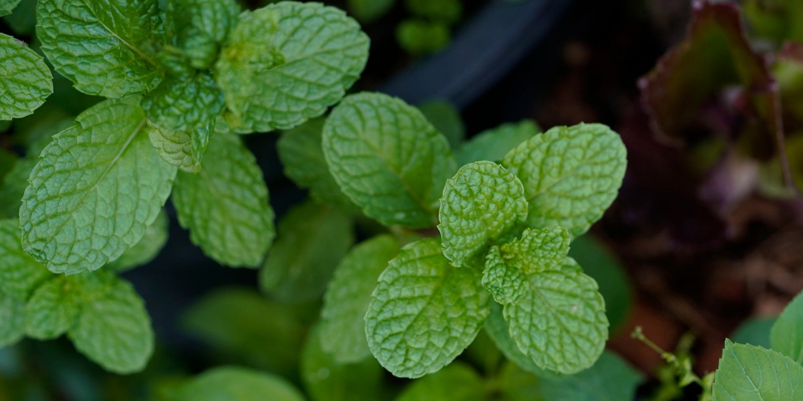 How to Grow Mint in Australia
